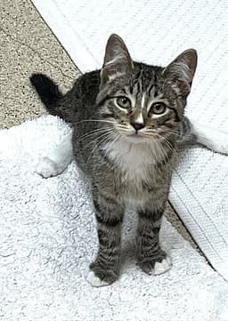 Kitten Khalessi image 2
