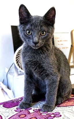 Kitten Ureka image 1