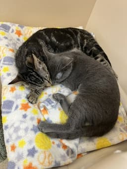 Kitten Ureka image 3
