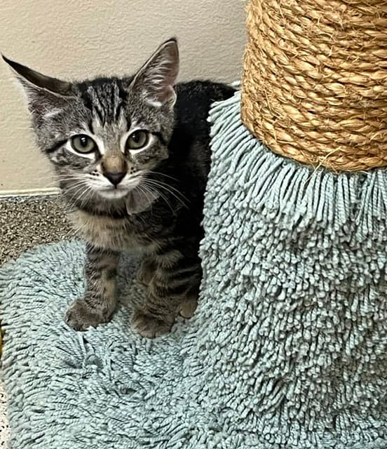Kitten Utopia - Domestic Short Hair