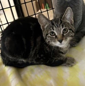 Kitten Ulta - Domestic Short Hair
