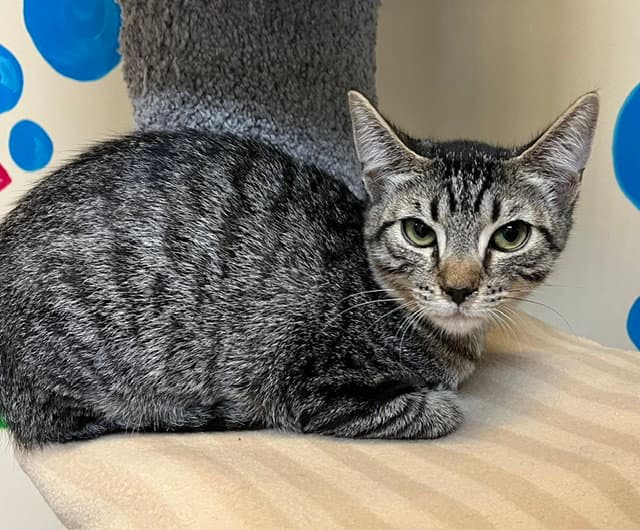 Kitten Lemonhead - Domestic Short Hair