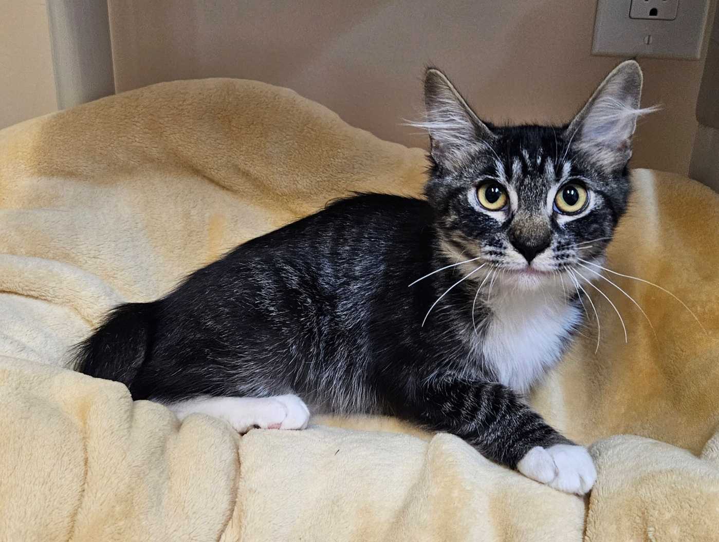 Kitten Licorice - Domestic Medium Hair