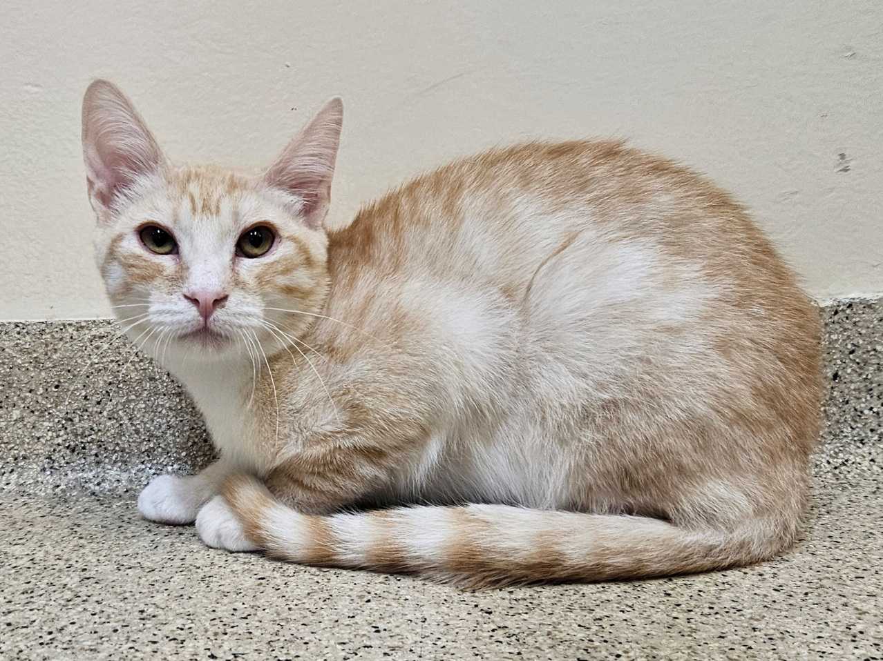 Kitten Laffy Taffy - Domestic Short Hair