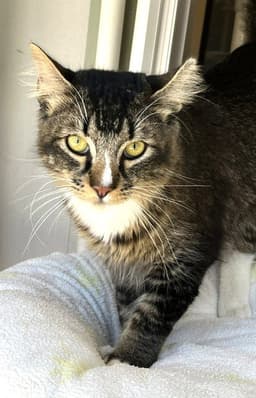 Don Purrleone image 1