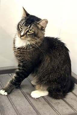 Don Purrleone image 2