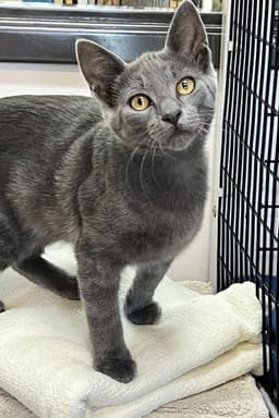 Kitten Zebo image 1