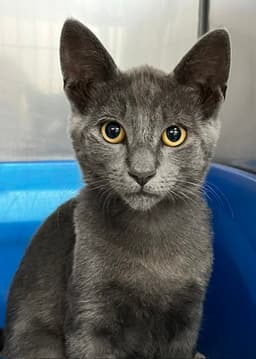 Kitten Zebo image 2