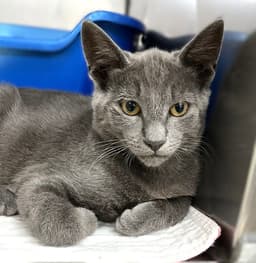 Kitten Zebo image 3