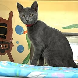 Kitten Zaid image 1