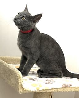 Kitten Zaid image 3