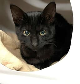 Kitten Zira image 1