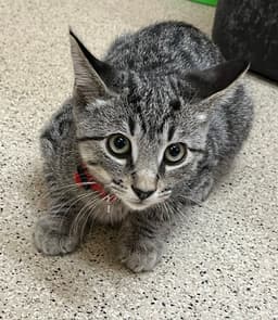 Kitten Redhots image 1