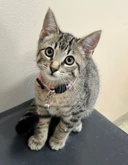 Kitten Razzles image 3