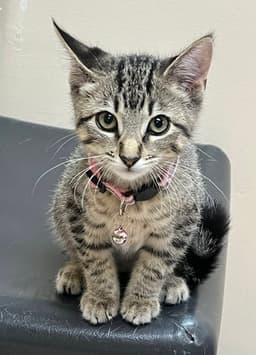 Kitten Razzles image 2