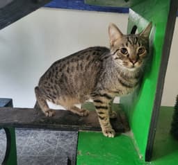 Bruno image 1