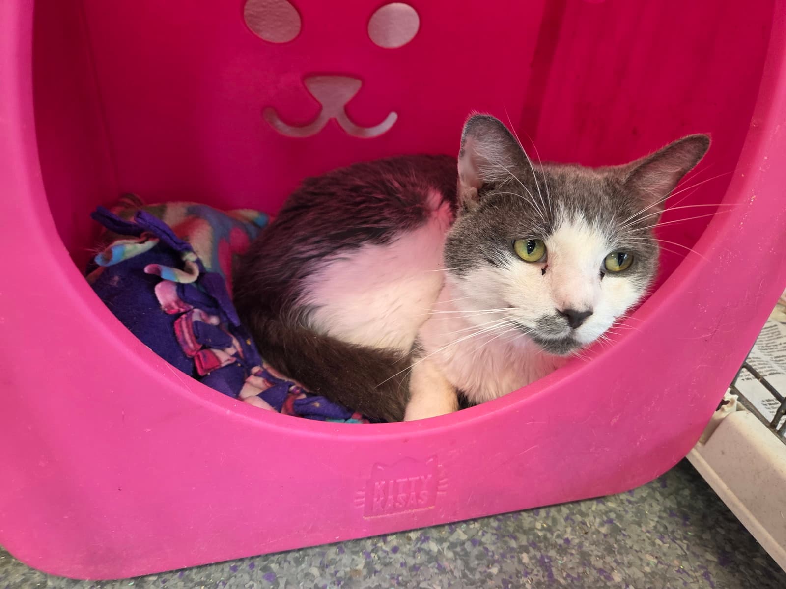 Boq - Domestic Short Hair