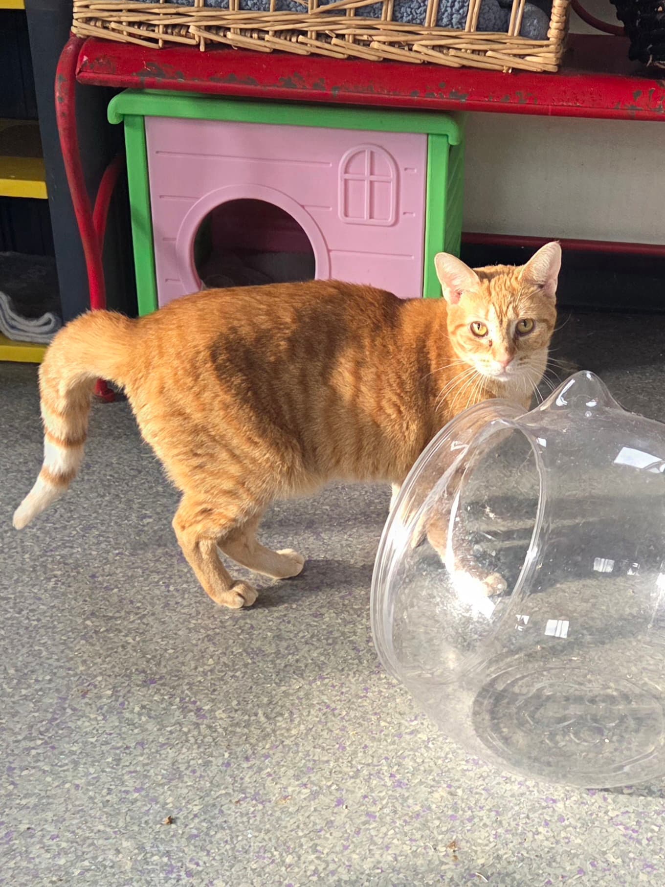 Julia - Domestic Short Hair