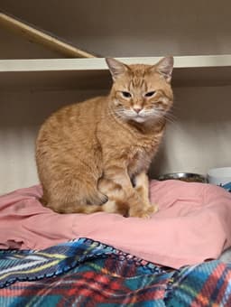 Oliver image 1