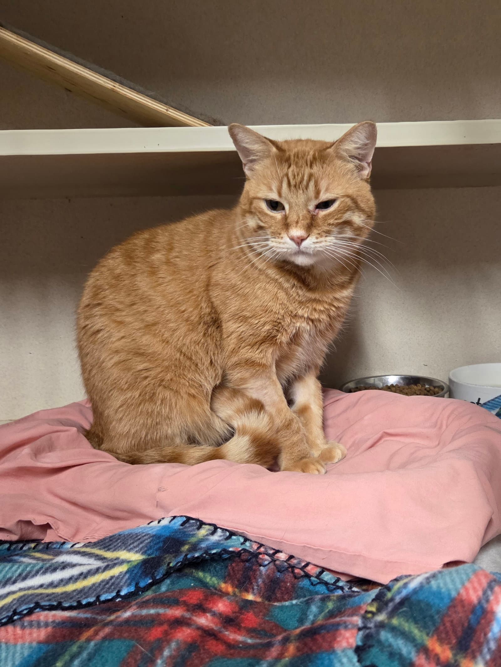 Oliver - Domestic Short Hair