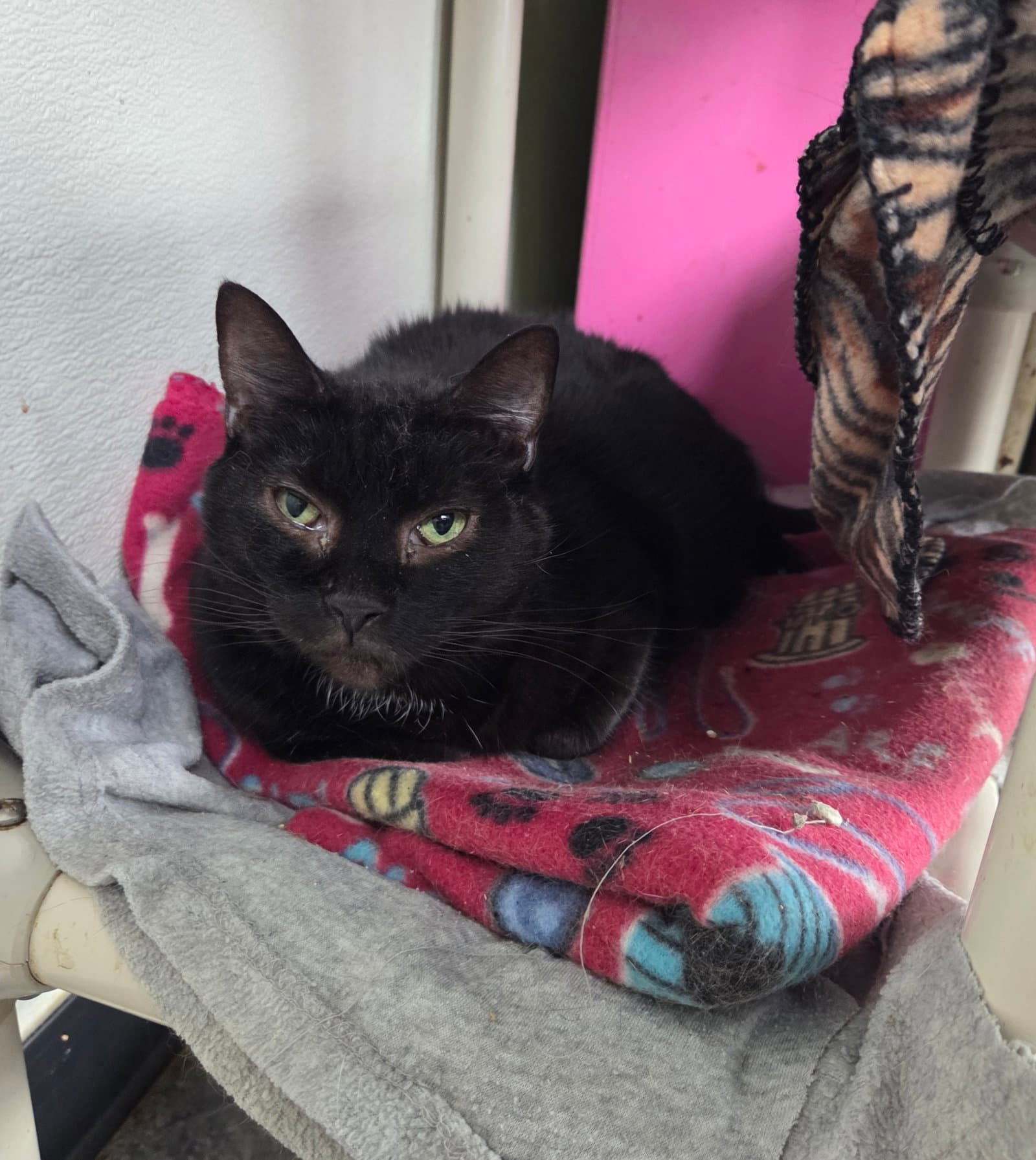 Nebula - Domestic Short Hair