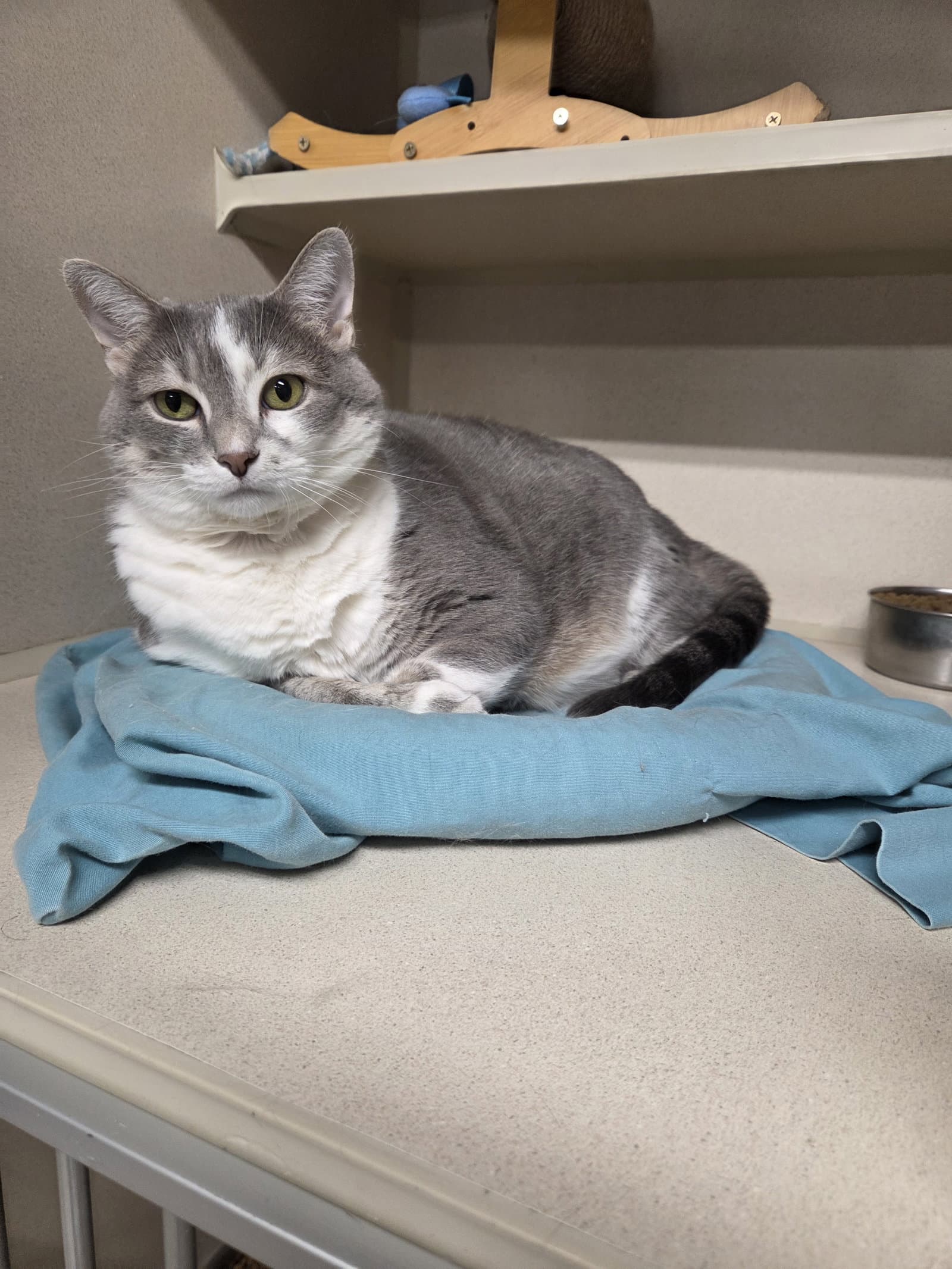 Ivy - Domestic Short Hair