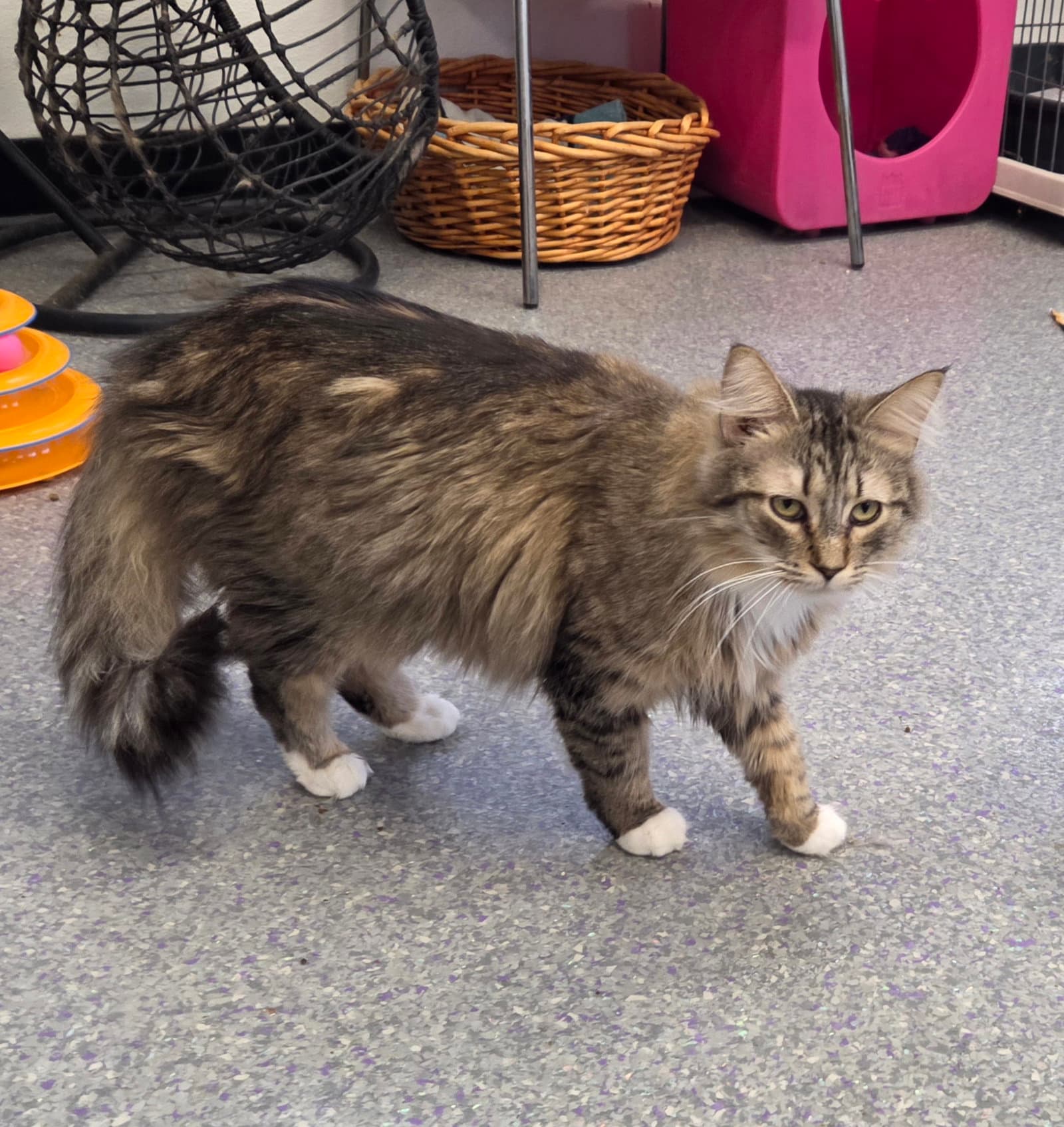 Penny - Domestic Long Hair