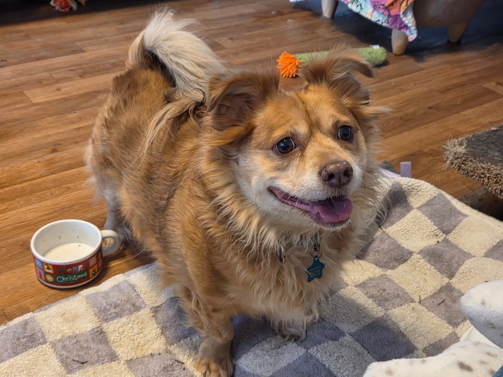 Otis - Corgi
