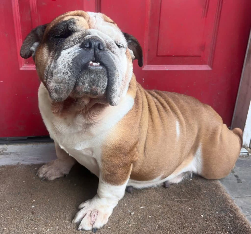 Babs - English Bulldog