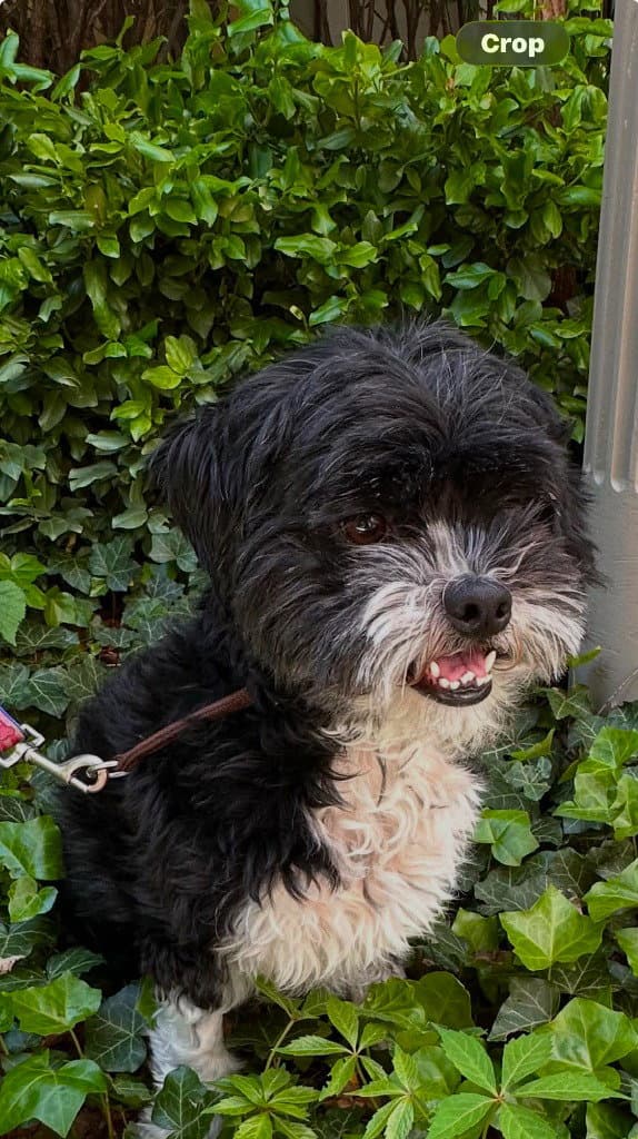 Panda - Shih Tzu