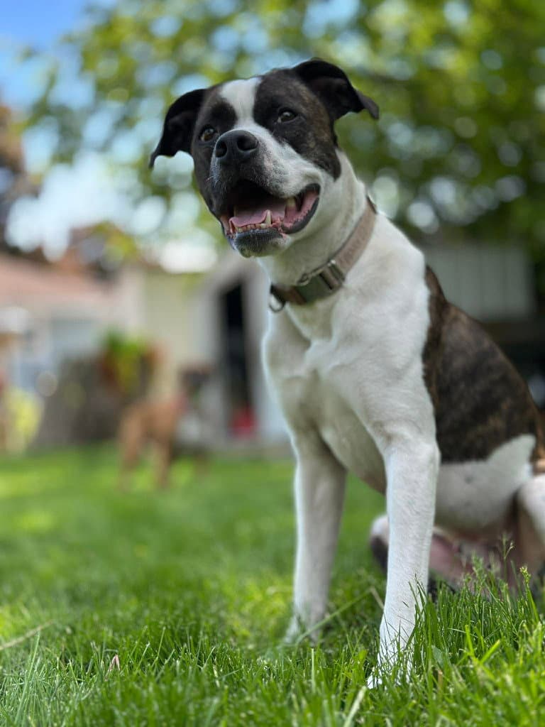 Smudge - Terrier