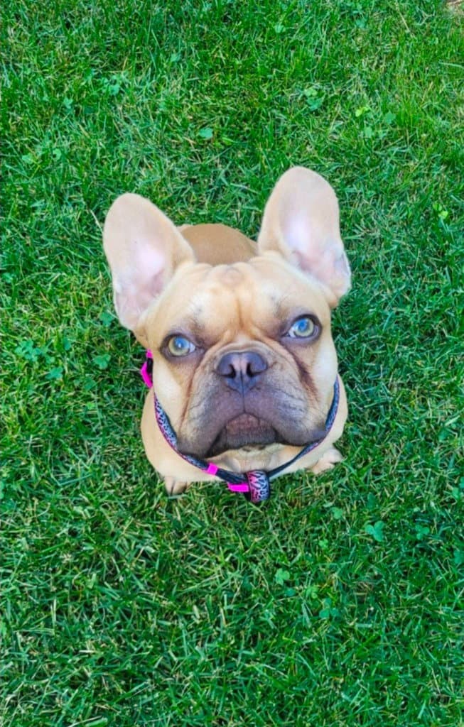 Arno - French Bulldog