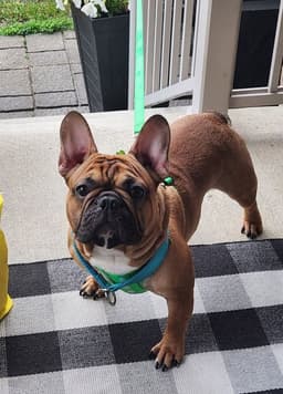 Benny image 1