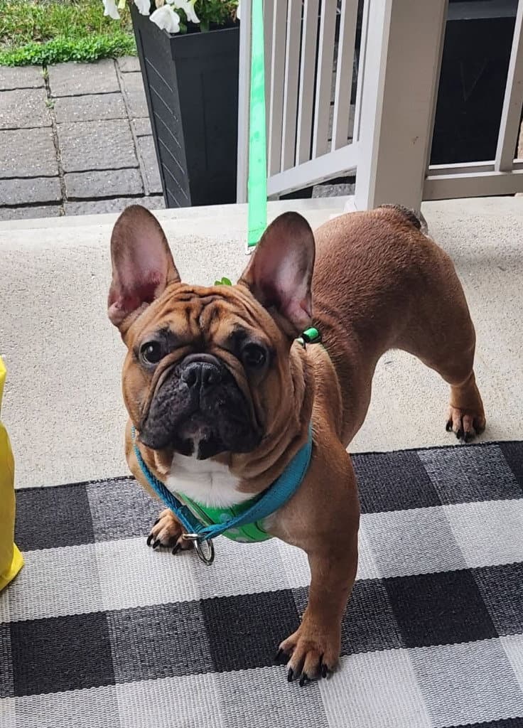 Benny - French Bulldog