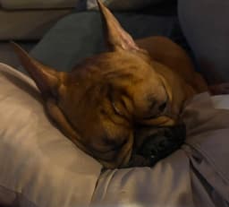 Benny image 2