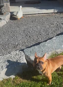 Benny image 3