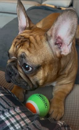 Benny image 4