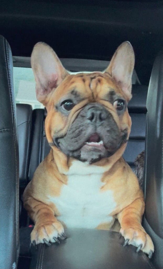 Benny - French Bulldog