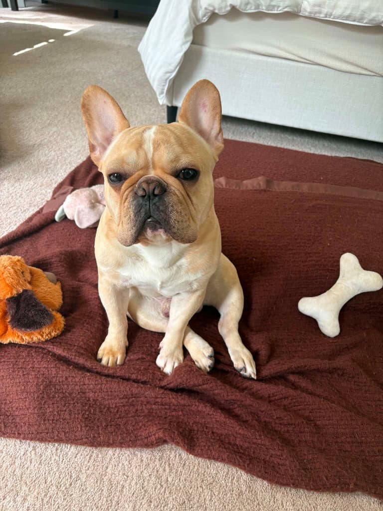 Louie - French Bulldog