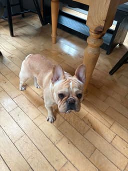 Louie image 2