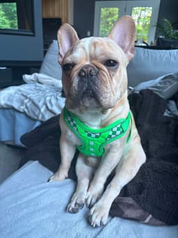 Louie image 3