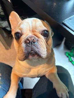 Louie image 4