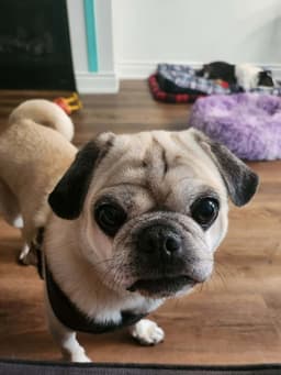 Frank image 1