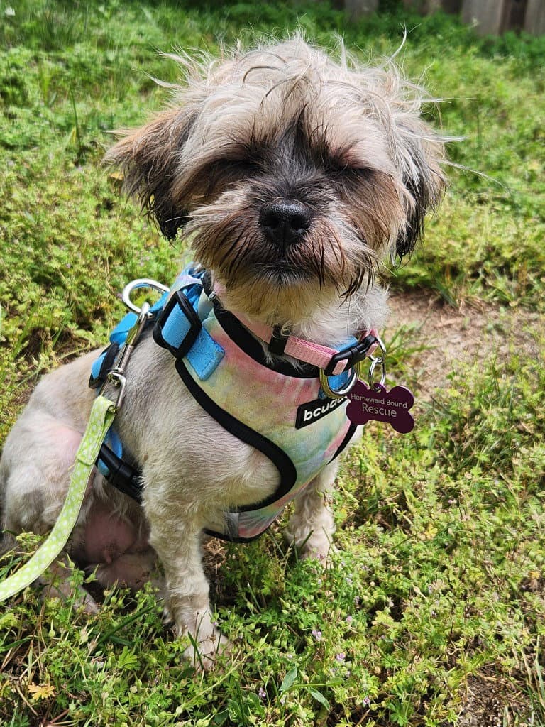 Butter - Shih Tzu