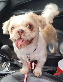 Tobby image 1