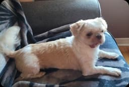 Tobby image 2