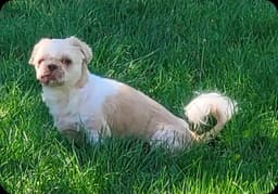 Tobby image 3