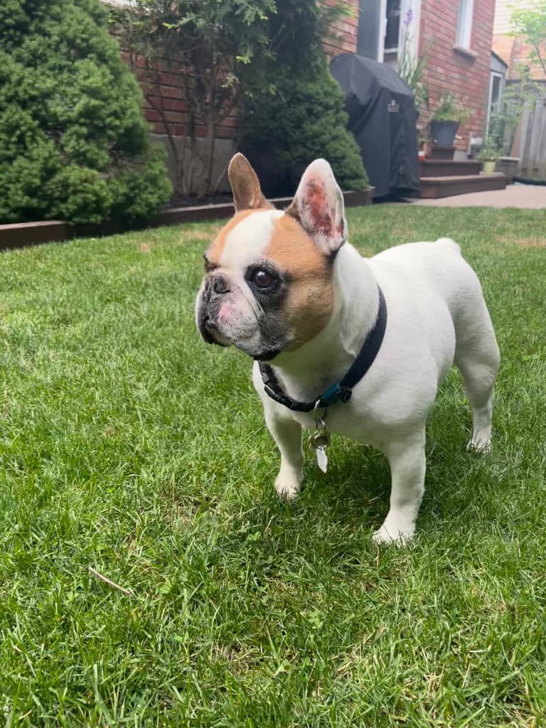 Leo - French Bulldog
