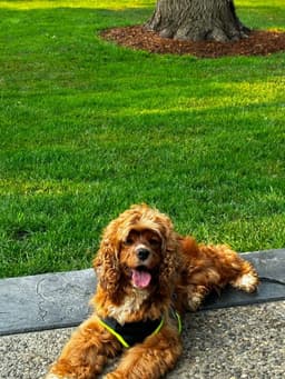 Edie image 1