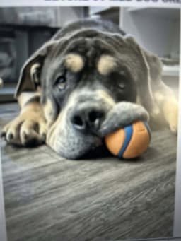 Eeyore image 1